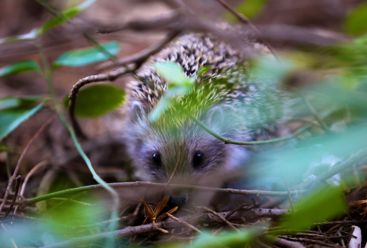 Tehlikeyim diyorum anlasanaa🦔📸 #hedgehog