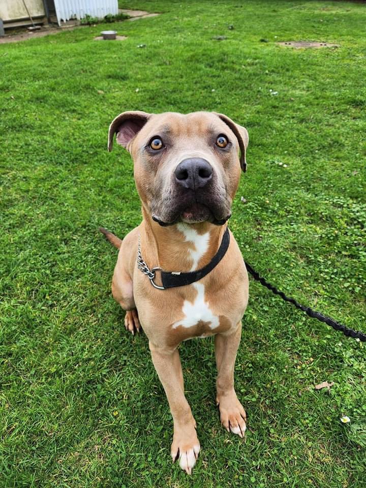 🎉 BANDIT WILL BE GOING HOME 🎉

We now have official confirmation that the destruction order previously placed on Bandit has been lifted.

His owner's partner has been given leave to apply for exemption, this means Bandit will come home as an exempt Pit Bull type dog.
