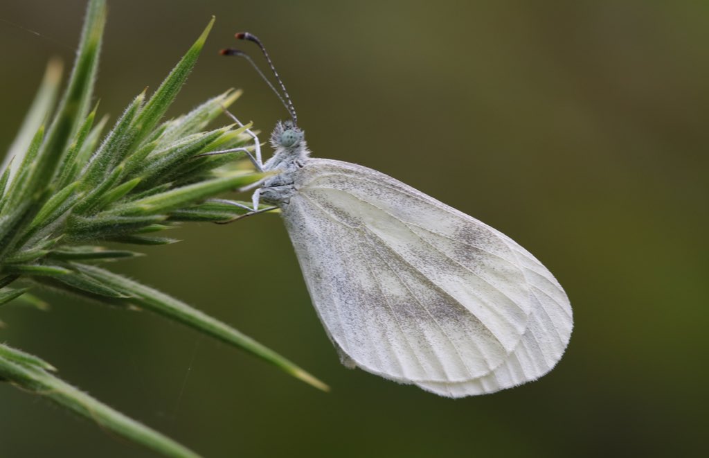 jason_mules's tweet photo. Wood White Wednesday 
#savebutterflies #nature #Butterflies https://t.co/9SefqWC7Yg