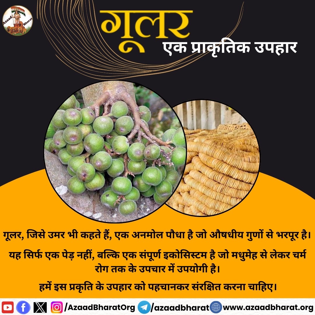 AzaadBharatOrg's tweet image. ऊमर के पेड़ की छाल को जलाकर राख को कंजी के तेल के साथ पाइल्स के उपचार में प्रयोग करते है।दाद होने पर उस स्थान पर इसका ताजा दूध लगाने से आराम मिलता है। कच्चे फल मधुमेह को समाप्त करते है और पेट खराब होने पर इसके 4 पके फल खाना कारगर इलाज है।
पूरी पोस्ट पढ़े👇🏻
wp.me/p9eZI3-2xW