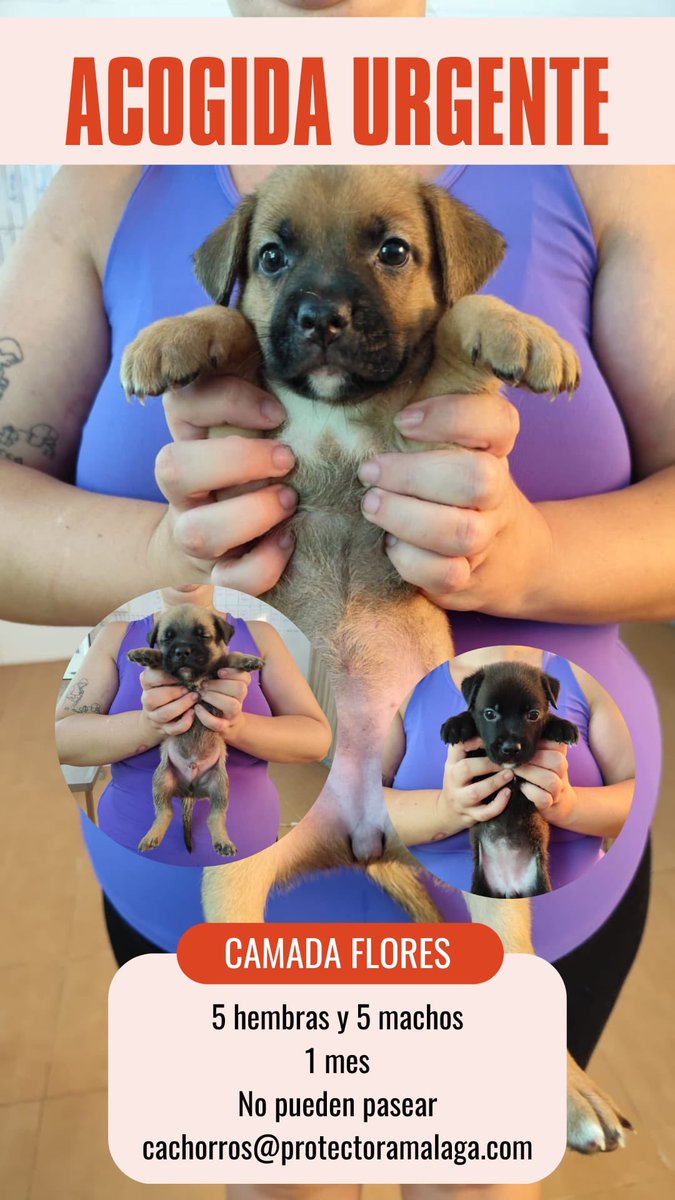 Protectora de Málaga tweet media