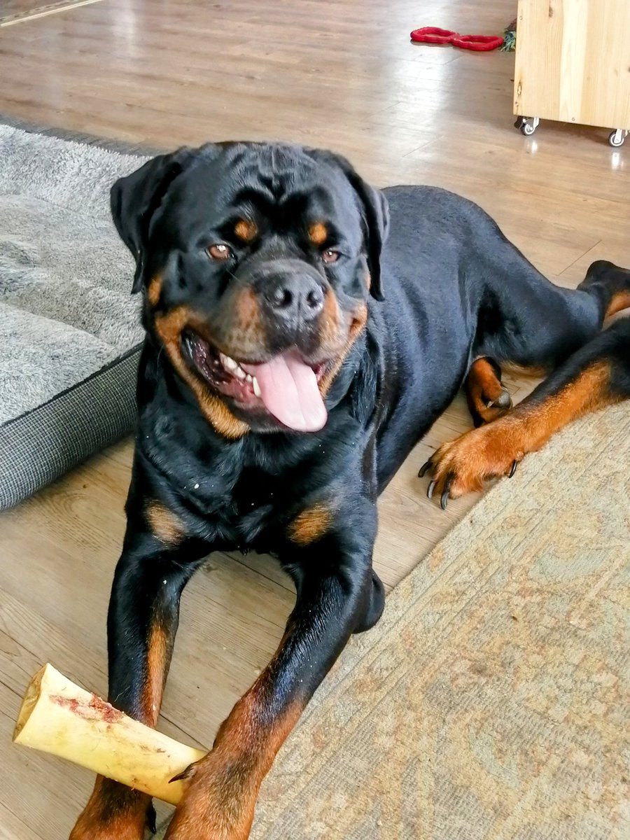 JamesLe28908935's tweet photo. Tropical Storm Ernesto is still paying us a visit, so it's indoor Shenanigans today! Take it George 🎤Pink Floyd and Led Zeppelin agreed to take care of each other's gardens. That means Roger Waters Robert's Plants 🤣🎤#George #Comedyweiler #Rottweiler #Puppy # https://t.co/wSfSjJhnRt