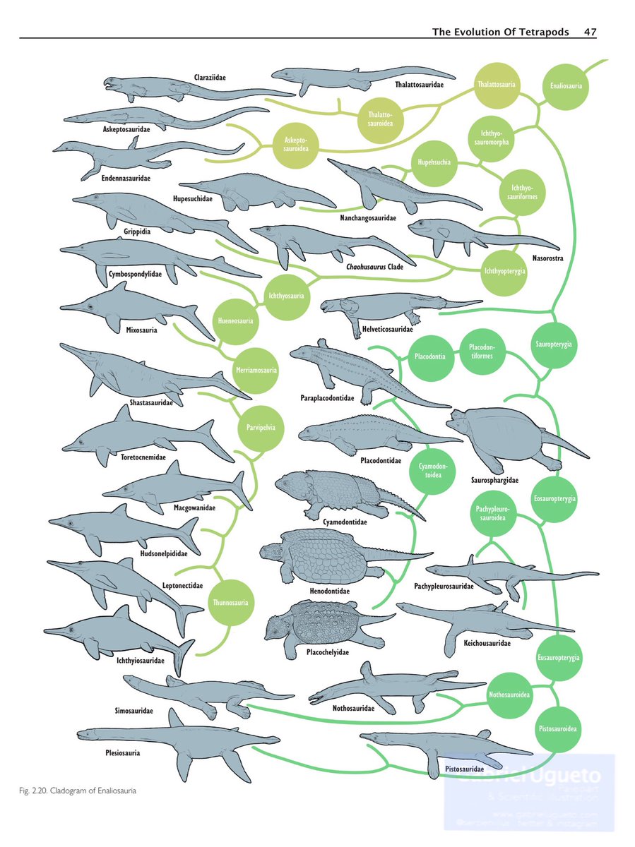 Gabriel N. U. tweet media