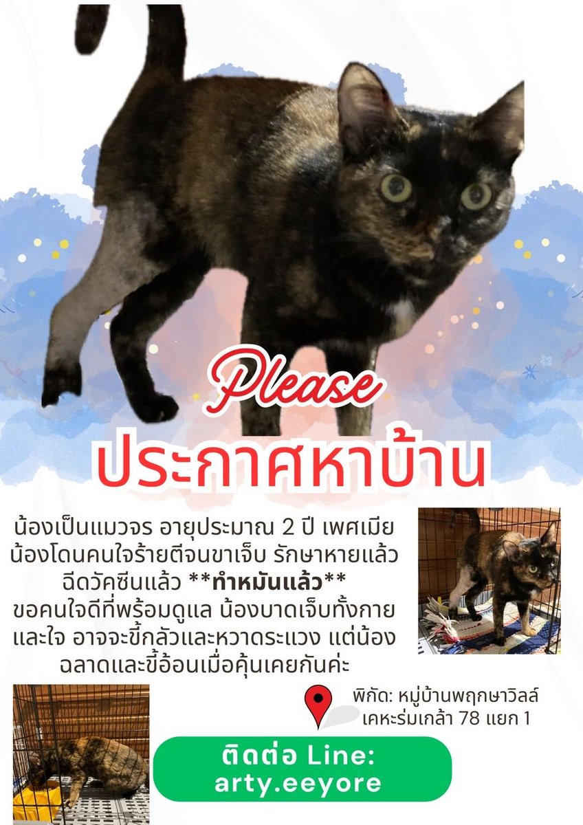 CatsterClub's tweet photo. 🏠หาบ้านให้น้องแมว🏠
ทำหมัน ฉีดวัคซีนเรียบร้อยค่ะ

ใครสนใจรับดูแลติดต่อหาเจ้าของได้เลยนะคะ หรือ ช่วยกันรีกระจายข่าวก็ได้ค่า มาช่วยกันหาบ้านอันอบอุ่นให้น้องกันนะคะ https://t.co/RUIUxYfAvx