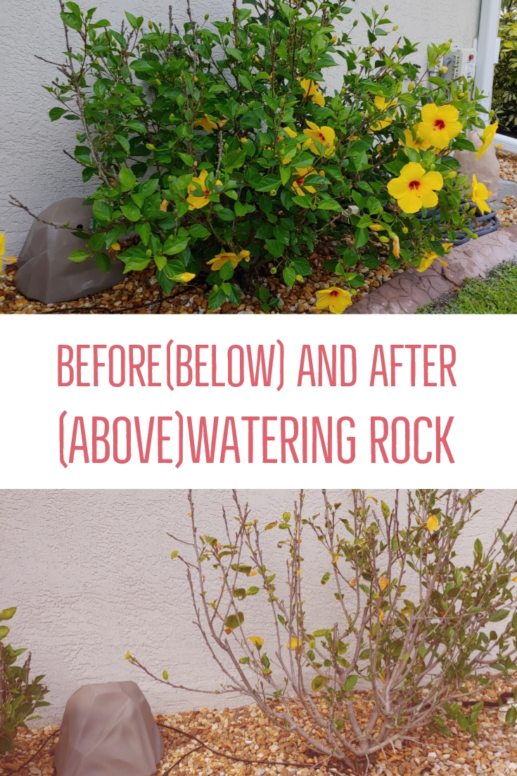 WateringRocks's tweet photo. Watering Rocks water automatically where you can't and because of your busy schedule or vacation when you can't. Inexpensive, easy to use, no electric, lightweight. Contact us for wholesale or retail. #irrigation #gardening #animal https://t.co/uCEankAfQx