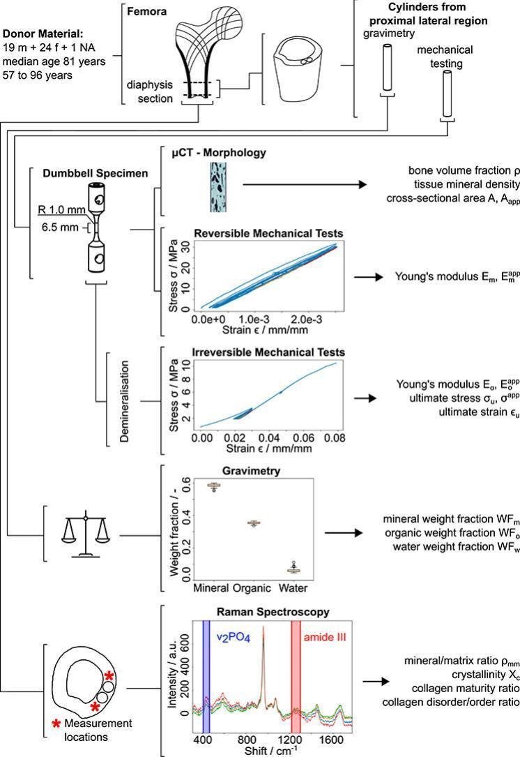 Elsevier Bone & Bone Reports (@els_boneendo) on Twitter photo The #Bone Report's ECR Board's Top Pick for Full Length Article of Volume 21 goes to 🤨🥁🥁🥁
Bone #collagen tensile properties of the #aging human proximal #femur
Congratulations to <a href="/TKochetkova23/">Tatiana Kochetkova</a> and her co-authors!
Full OA Article 🔽
sciencedirect.com/science/articl…
<a href="/unibern/">Universität Bern</a> The #Bone Report's ECR Board's Top Pick for Full Length Article of Volume 21 goes to 🤨🥁🥁🥁
Bone #collagen tensile properties of the #aging human proximal #femur
Congratulations to <a href="/TKochetkova23/">Tatiana Kochetkova</a> and her co-authors!
Full OA Article 🔽
sciencedirect.com/science/articl…
<a href="/unibern/">Universität Bern</a>
