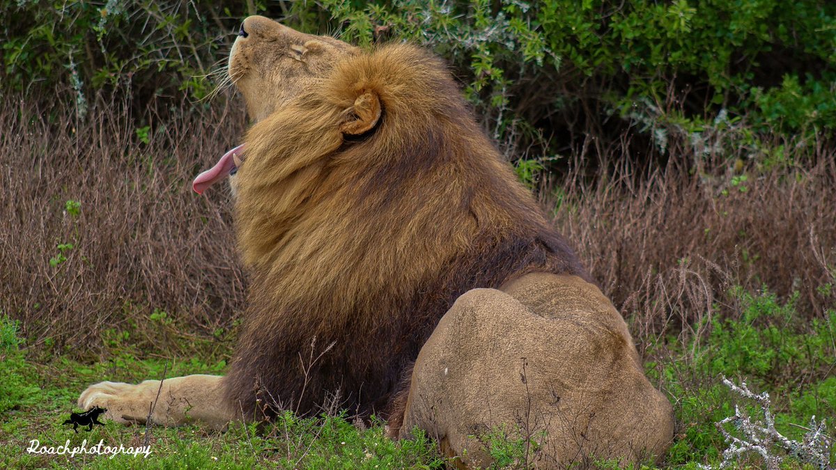 Being the king of the jungle is hard work, yup. #roachphotography #lion #cat #lionphotography #bigcats #kingofthejungle #wildearth #safari #safariphotography #wildlife #wildlifephotography #nature #naturephotography #picoftheday #animals  #wildanimals #wanderlust #blupebblestours