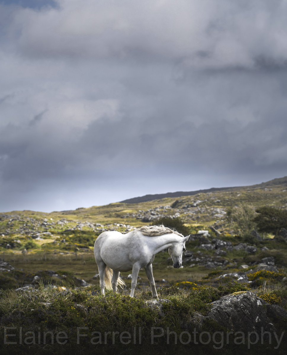_EFarrellPhoto's tweet photo. My fave Connemara pony shot from my recent trip. 🐴 RTs always appreciated, thanks for your continued support. Ex https://t.co/3sorp9cPq9