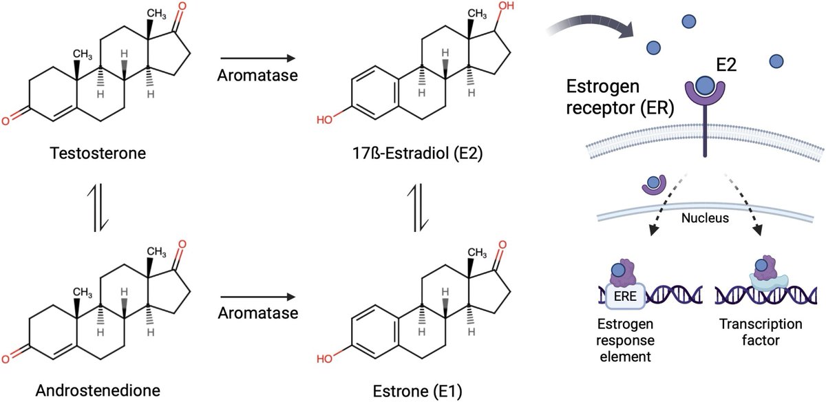 Elsevier Bone & Bone Reports (@els_boneendo) on Twitter photo 📢Hot off the press at #Bone
A remarkable review article on:
Estrogen and estrogen receptors mediate the mechanobiology of bone disease and repair
By Vivian Shi and <a href="/EliseFMorganPhD/">Elise Morgan</a>
#estrogen #bonedisease #bonerepair
sciencedirect.com/science/articl…
<a href="/BU_Tweets/">Boston University</a> 📢Hot off the press at #Bone
A remarkable review article on:
Estrogen and estrogen receptors mediate the mechanobiology of bone disease and repair
By Vivian Shi and <a href="/EliseFMorganPhD/">Elise Morgan</a>
#estrogen #bonedisease #bonerepair
sciencedirect.com/science/articl…
<a href="/BU_Tweets/">Boston University</a>