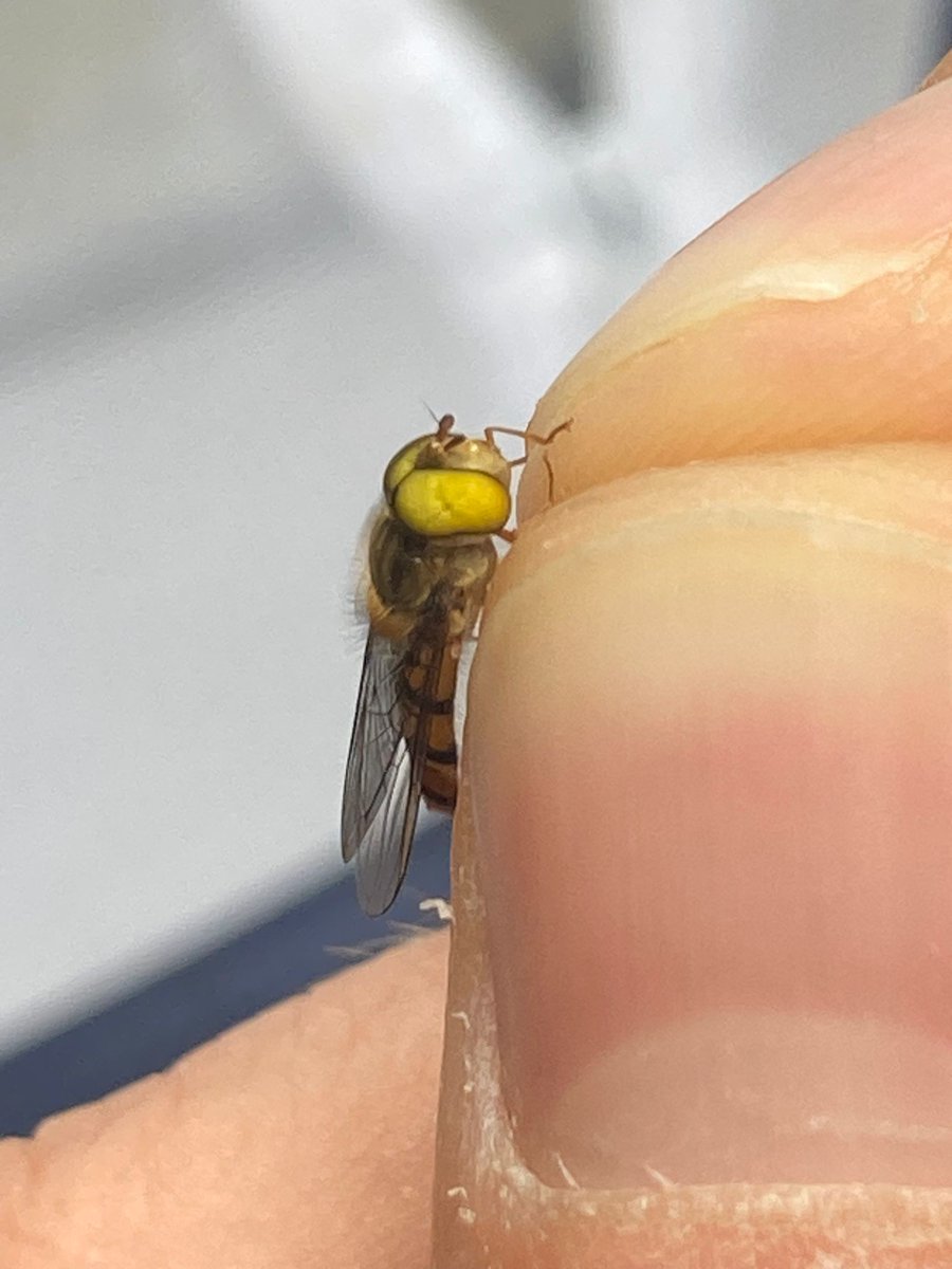 Dr Will Leo Hawkes tweet media