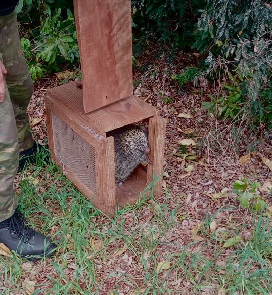 🚨 Brigada Militar reinsere animais silvestres em seu habitat natural. 

Nesta terça feira (20/8) foram resgatados uma coruja-buraqueira em Santa Rosa e um ouriço-cacheiro em Santo Ângelo.