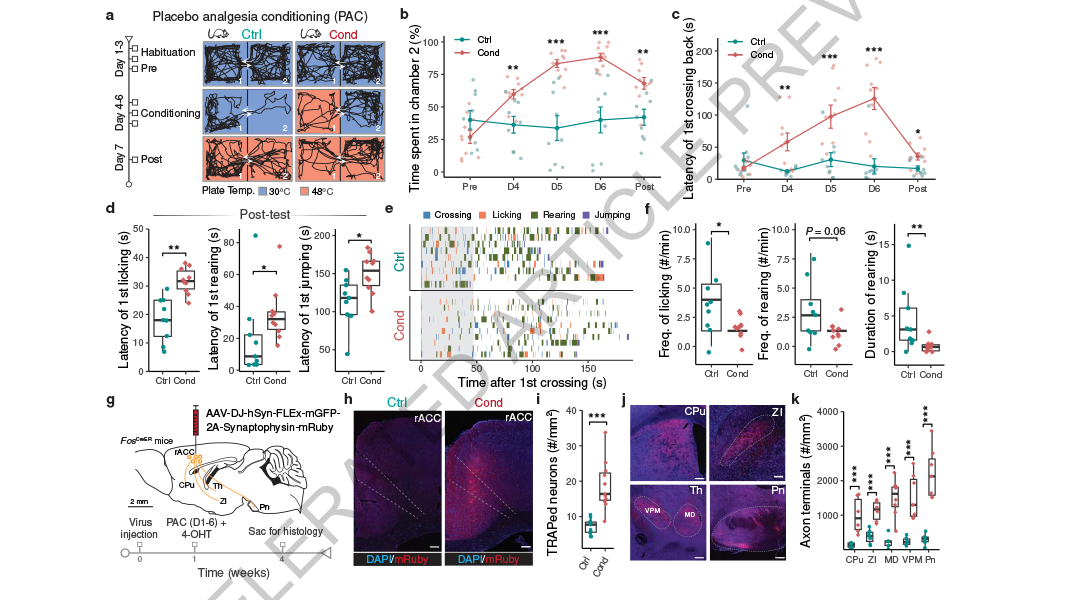 NaturePortfolio's tweet photo. A study in @Nature identifies using mouse models a neural circuit that may underpin pain relief caused by the placebo effect. https://t.co/M18dEAjdrV https://t.co/g53h7582qH