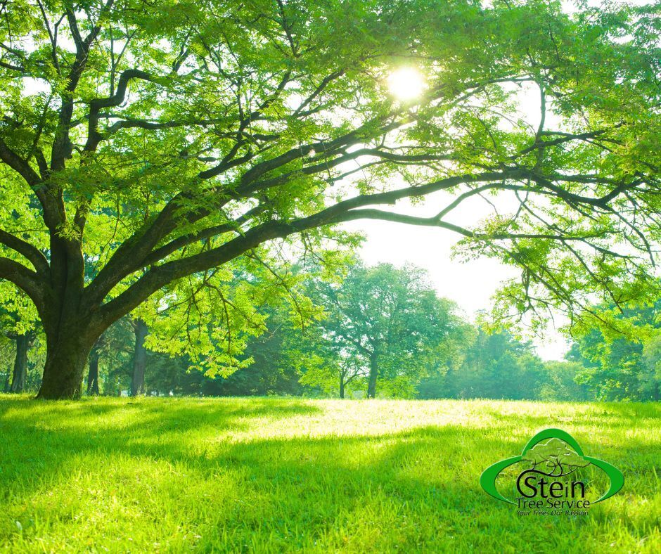 SteinTreeDe's tweet image. Summer heat can stress your trees. Follow our expert #SummerTreeCare tips to keep them healthy and vibrant. bit.ly/3h2Pe9Q