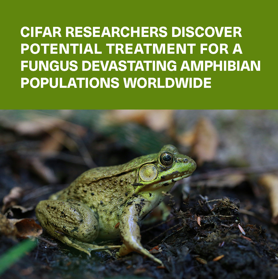 CIFAR (@cifar_news) on Twitter photo A devastating fungus is impacting frogs and toads worldwide.
Now, thanks to the hard work of Fellows <a href="/hyphaltip/">Jason Stajich</a>, Tim James, <a href="/FritzLaylin/">Lillian Fritz-Laylin</a>, <a href="/fisher_mat/">Mat Fisher</a> and their teams, there may be an antidote.
Learn more: cifar.ca/cifarnews/2024… A devastating fungus is impacting frogs and toads worldwide.
Now, thanks to the hard work of Fellows <a href="/hyphaltip/">Jason Stajich</a>, Tim James, <a href="/FritzLaylin/">Lillian Fritz-Laylin</a>, <a href="/fisher_mat/">Mat Fisher</a> and their teams, there may be an antidote.
Learn more: cifar.ca/cifarnews/2024…