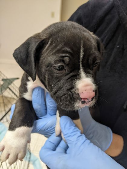 UVHumaneSociety's tweet photo. COMING SOON! 📢

Puppies! 🐶 

Medium-to-large sized mixed breed puppies, 2 months old. Call us if you'd like to learn more. (603) 448-6888. https://t.co/ydkkKTkXkN