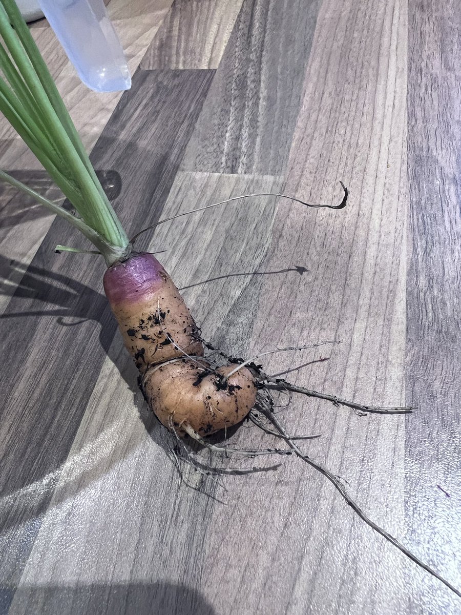 We grew a thing!