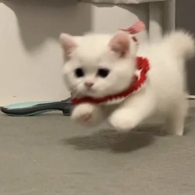 丨会脸红的三明治丨 tweet media