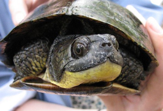 Reminder to consider running for the Co-chair and Advisory Board positions for MWPARC! We are still seeking nominations until August 31. For more information on roles and responsibilities for these positions: mwparc.org/about

📸: Blanding’s Turtle by Jen Lamb #mwparc