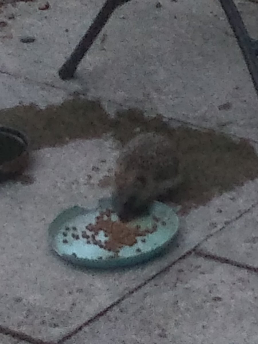 Our supper guest calls again.