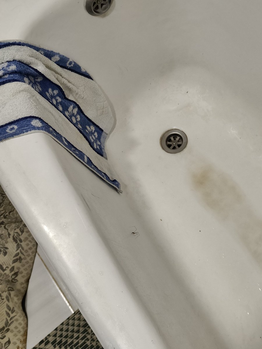 Поклав павуку рушник, щоб помогти вилізти з ванни, а він дурний, з нього зліз на стінку і знов застряг