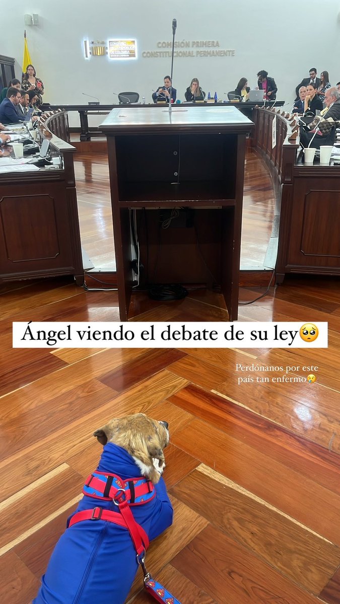 AsociacionMi's tweet photo. Estamos felices porque aprobaron la ponencia de la #LeyÁngel gracias a los 17 senadores de la Comisión Primera 💙💙💙💙💙💙💙 ahora siguen los ajustes del articulado y después plenaria. 💙 gracias @andreanimalidad por esta lucha que va a beneficiar a millones de animalitos, gracias Ángel por ser el mejor influencer del mundo, gracias senadores @jorgeEBenedetti @fabioaminsale @pizarromariajo @jotapehernandez @arielanaliza @claralopezobre @oscarbarretotol @germanblancoa @mariafdacabal @chacondialoga @juliochagui @delacallehum @jgallocomunes @lunadavid @senadormotoa @aida_quilcue @palomavalencial @alejandrovegali @albertobemo