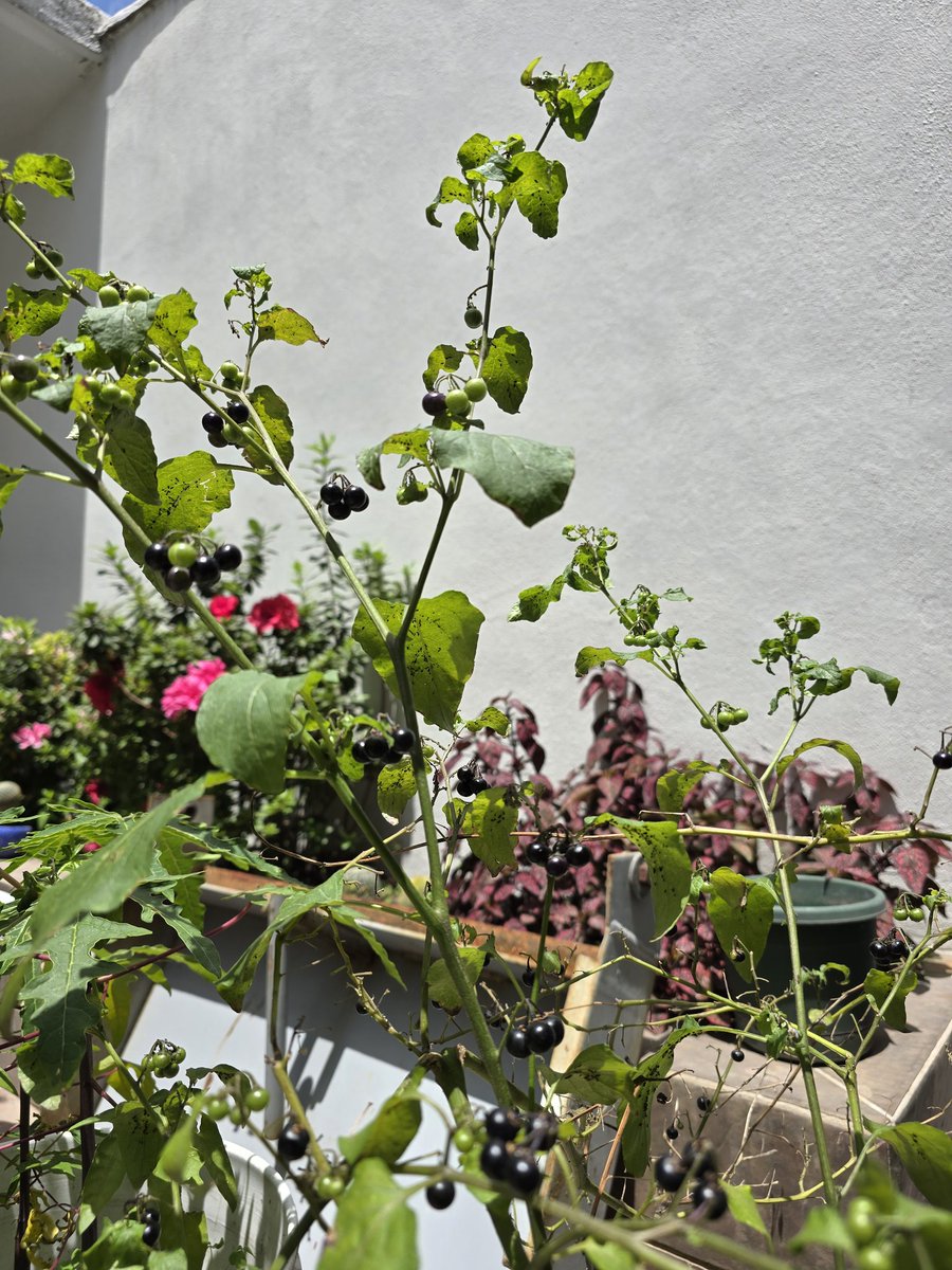 PedroDeA 💚 tweet media