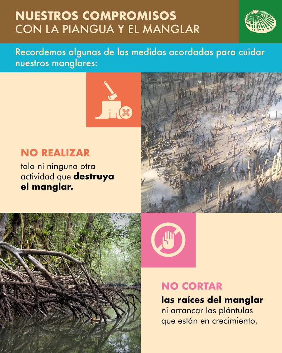 WCSColombia's tweet photo. 🐚Comunidades del Consejo Comunitario de #Concosta, en el DRMI Encanto de los Manglares del Bajo Baudó, con apoyo de @WCSColombia @AUNAPColombia y @CodechocoCar, acordaron conservar su territorio mediante el uso sostenible de recursos, preservando la piangua y los manglares. https://t.co/gQFQ07r31e