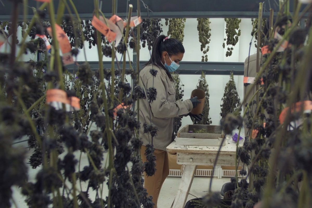 ❌ Fuertes críticas a las nuevas regulaciones que limitan el acceso del cannabis medicinal a los pacientes

El gobierno de Milei demuestra una vez más que es una gestión ultraconservadora y que está lejos de “liberar” actividades en beneficio de las mayorías. 

✍️<a href="/FedeTrofelli/">Federico Trofelli</a> |