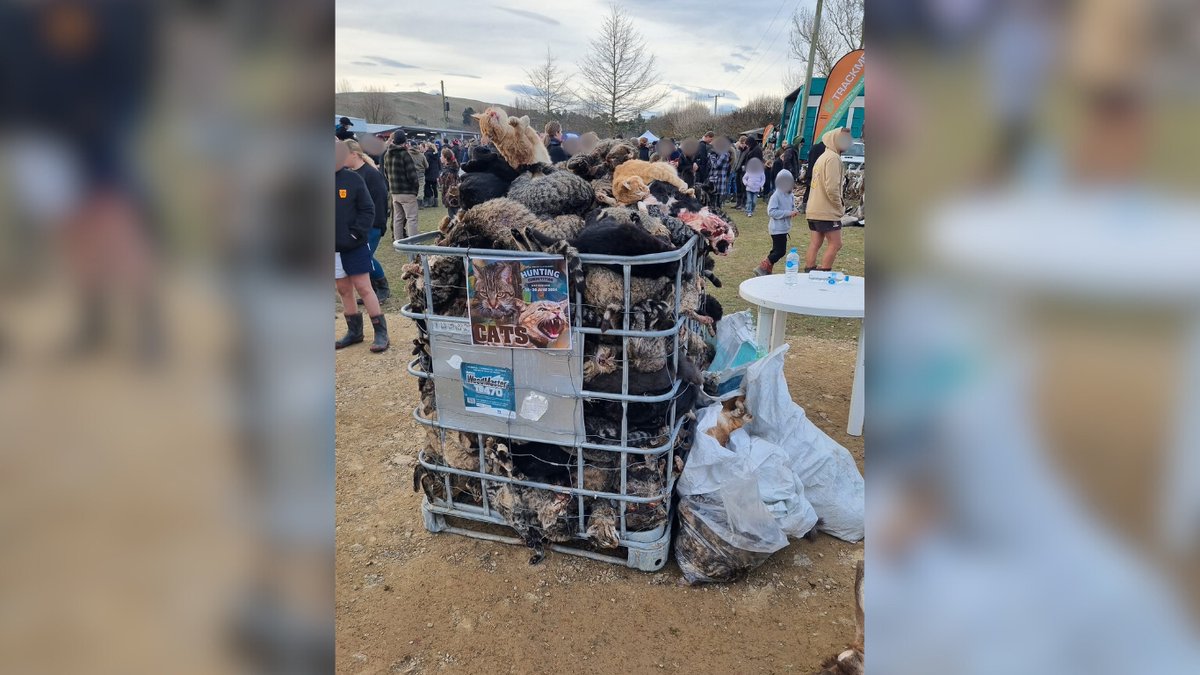 Network4Animals's tweet photo. Your voices have been heard β official statements from #NetworkforAnimals & 21,500 signatories have been sent to the #NewZealand authorities, demanding an end to the cruel #catkillingcompetition in #NorthCanterbury.
Read them: https://t.co/Xiuo0QIqTh.
#NFACats #AnimalRights https://t.co/qZhrJfywc8