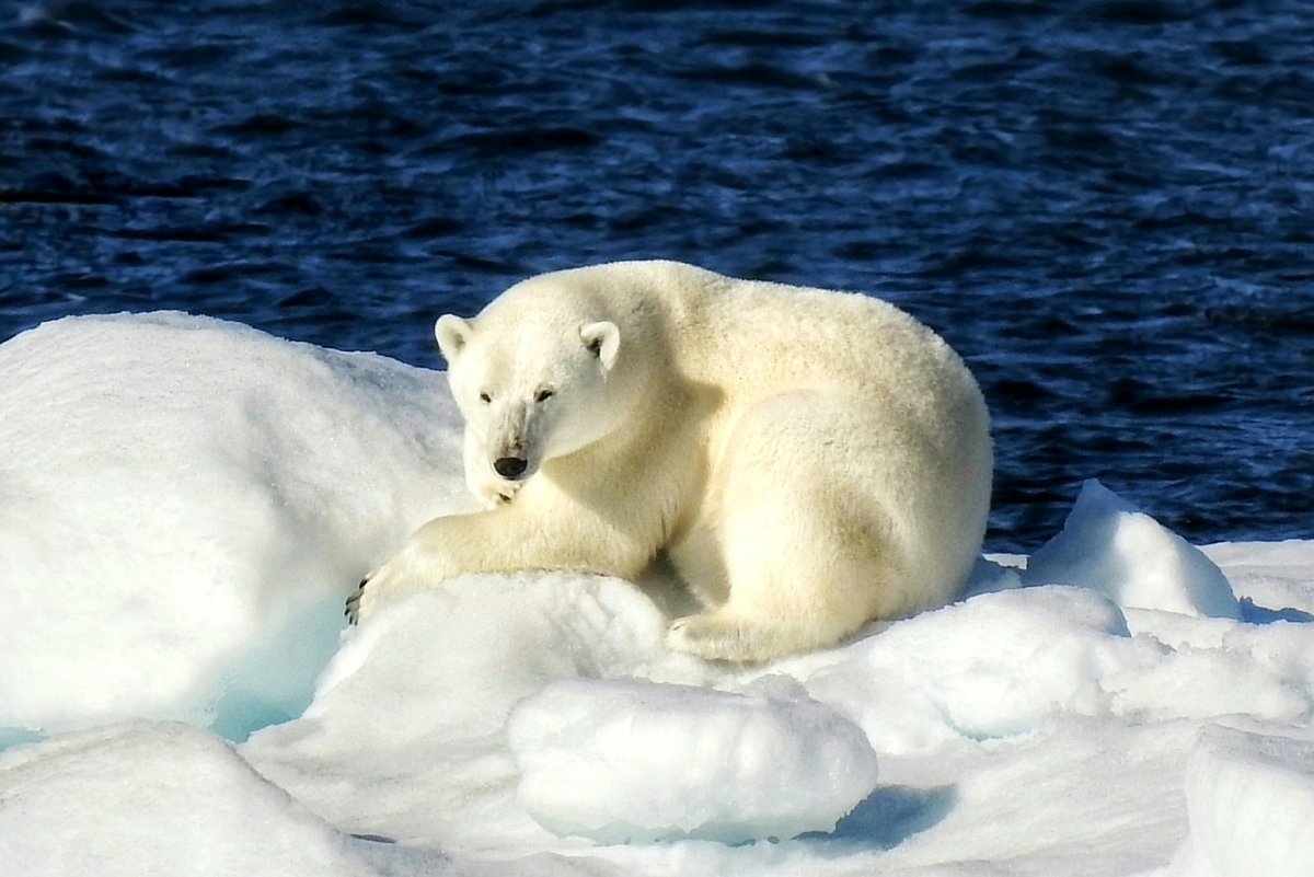 Hapag-Lloyd Cruises tweet media