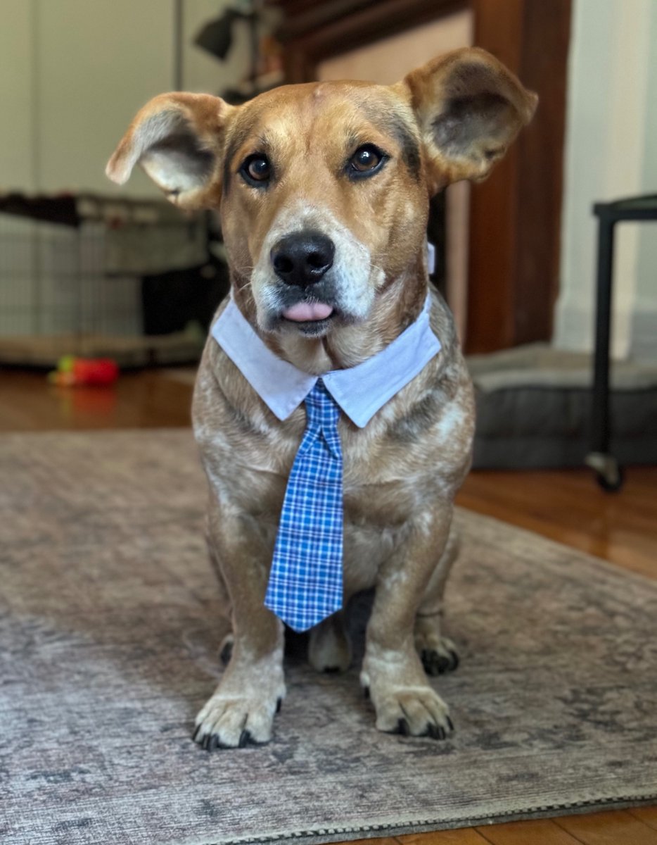 svershbow's tweet photo. Simon is running for Honorary NYC Dog Mayor and he needs your help to win! His first primary is 1 WEEK FROM TODAY (8/28), and you can vote whether or not you live in NY via the [at]dogmayornyc Instagram or FB account. His campaign platform is dog rescue throughout the 5 boroughs. https://t.co/lvE3L0QNwF