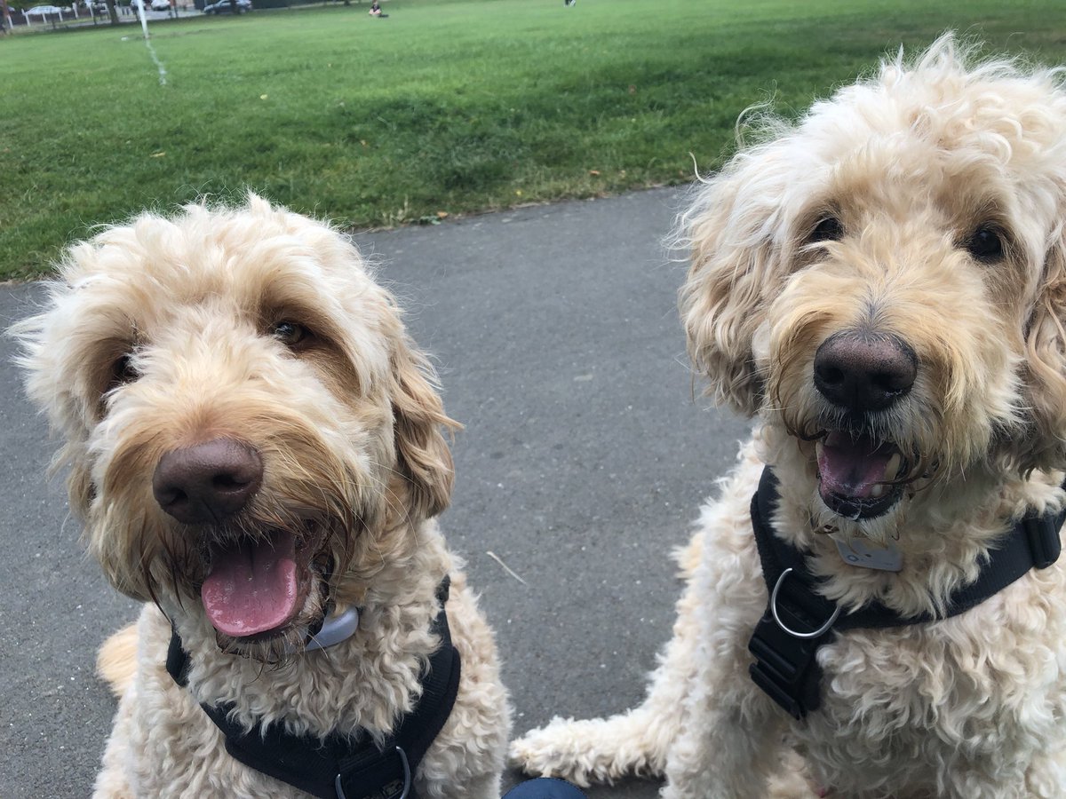 Bob Doodle and Lucy pup tweet media
