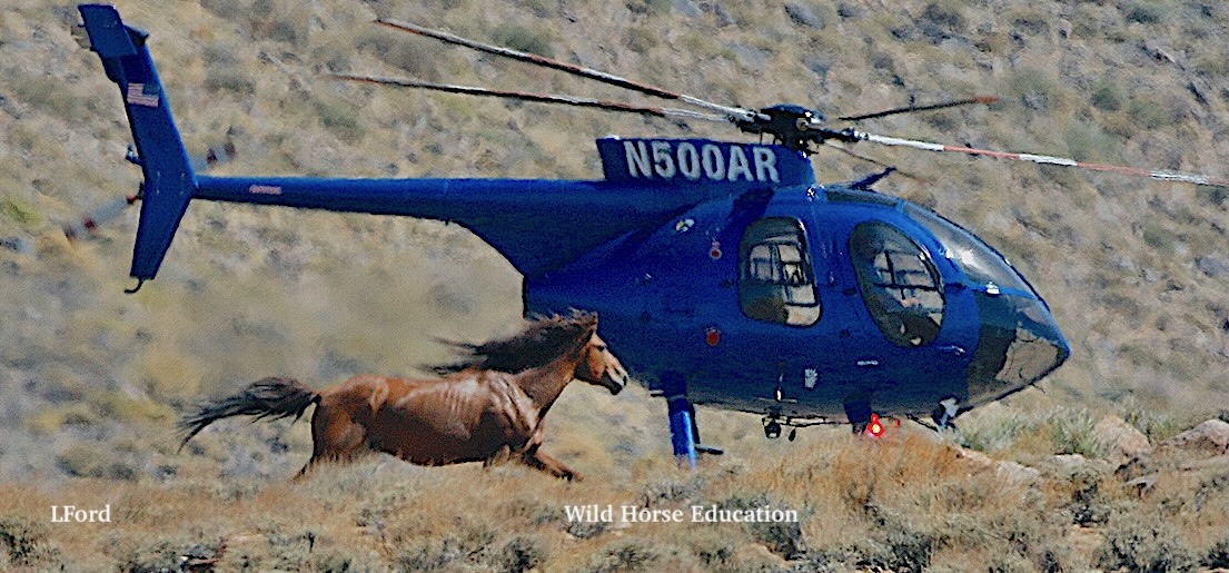 WildHorseEdu's tweet photo. Marietta NV: Relentless pursuit. > https://t.co/7n0Gfpzvyy
25 captured, 3 died
#WildHorse appears to look the pilot in the eye as he took the chase all around the valley, back again and then out into the hills. A wrangler was sent after him. He was not brought in.
#wildhorses https://t.co/5qfkhUYVoc