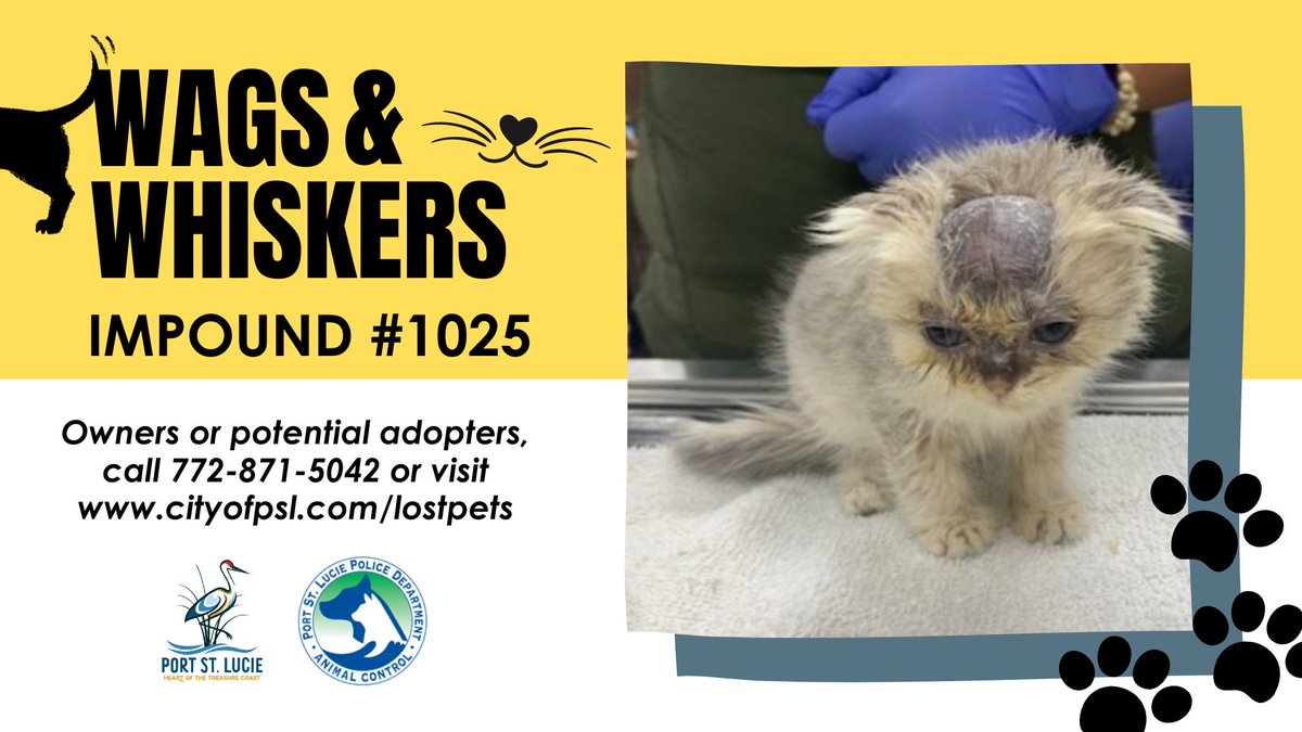 CityPortStLucie's tweet photo. We're lost! ❤️ Can you help us find home? 🥰

To help reunite lost pets with their owners or find new homes for those residing at the @Humane_SLC, we present Wags and Whiskers ... and Wings! ➡️ https://t.co/Jer3F6zpEZ

#WagsandWhiskers 🐶🐔🐦🐱 https://t.co/30Uc3Po7lB