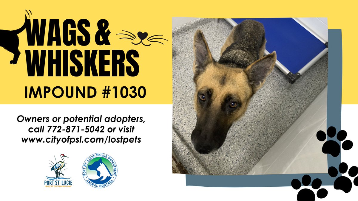 CityPortStLucie's tweet photo. We're lost! ❤️ Can you help us find home? 🥰

To help reunite lost pets with their owners or find new homes for those residing at the @Humane_SLC, we present Wags and Whiskers ... and Wings! ➡️ https://t.co/Jer3F6zpEZ

#WagsandWhiskers 🐶🐔🐦🐱 https://t.co/30Uc3Po7lB