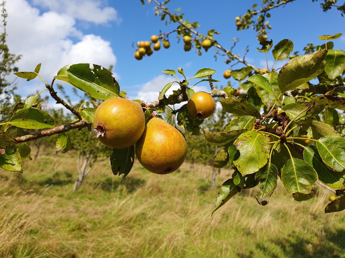 Temple Cider tweet media