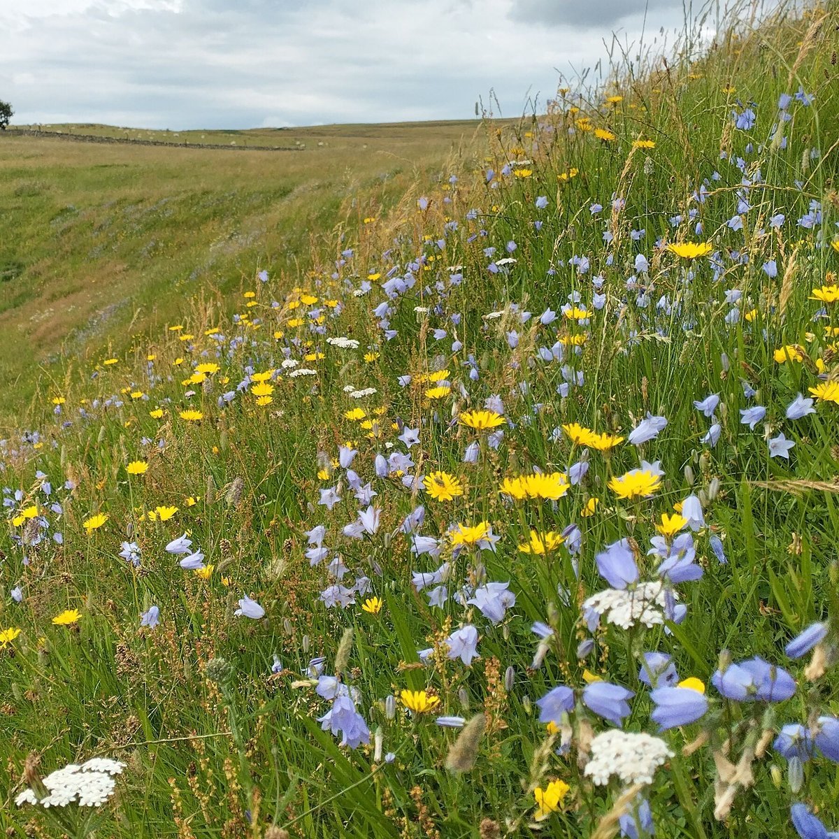Isn't this just BEAUTIFUL! 
This stunning picture of Harebells and Cat's Ears in full flower in this upland grassland in Harthope Valley was taken by ranger Shaun. In this area, the grazing has been reduced, providing multiple benefits for the plants, allowing them to flower.