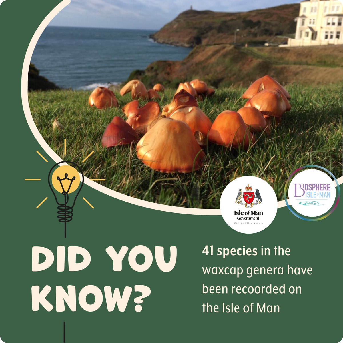 🌈 Delve into the vibrant world of Waxcap Grasslands! Let's preserve these colourful habitats and protect the diverse species that call them home. Together, we can nurture our natural heritage! 🍄🌿 

👉 biosphere.im/uploads/waxcap…

<a href="/ManxPeat/">Manx Peat Partnership</a> <a href="/manxheritage/">ManxNationalHeritage</a> @biosphereiom <a href="/manxnature/">Manx Wildlife Trust</a>