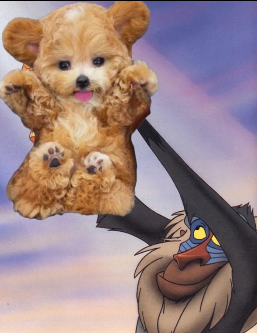 HugglesSOL's tweet photo. @Chefin100x #Huggles is launching soon! Come check it out! https://t.co/v6OfU1zWc4