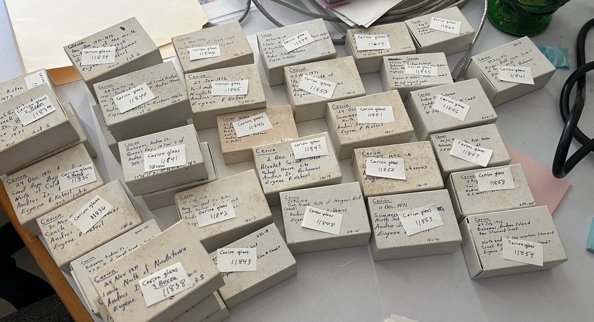 Cerion, my wayward son…
There’ll be peace when you are done…
#gastropods #cataloguing