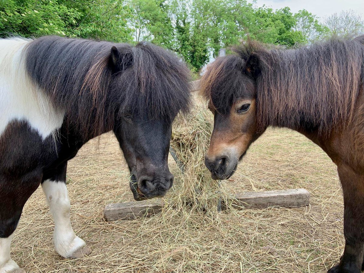 Lambourn RDA (@lambournrda) on Twitter photo We are having an open day on 28/8/2024 in aid of our Adopt a Pony Scheme.
Take the opportunity to meet the ponies and horses from 10.00 at Manor Farm Stables, Chilton Foliat, RG17 0TJ.
If you would like to come, please email us at info@lambournrda.co.uk.
We hope to see you. We are having an open day on 28/8/2024 in aid of our Adopt a Pony Scheme.
Take the opportunity to meet the ponies and horses from 10.00 at Manor Farm Stables, Chilton Foliat, RG17 0TJ.
If you would like to come, please email us at info@lambournrda.co.uk.
We hope to see you.