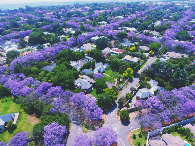 Jacaranda blooming season is one of the most beautiful times of year. This is what Johannesburg, South Africa looks like when that happens