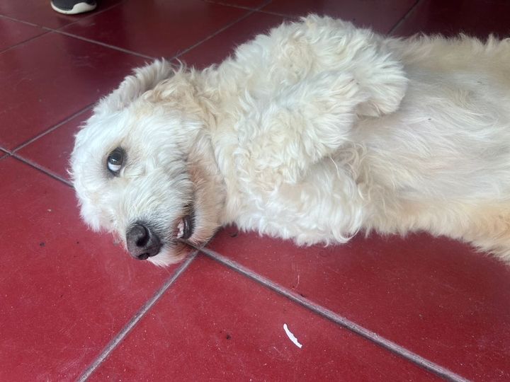 A64029345's tweet photo. Este peludito macho de 4 años busca casa , se llama Rocky, es el perrito de Profam Chuao y esa casa hay que entregarla la semana que viene porque no es propiedad de Fundana. Por fa apóyame si alguien desea este bebé y darle un buen hogar comunicarse con 04123335063 o 0414-3881997 https://t.co/78LitydN1N