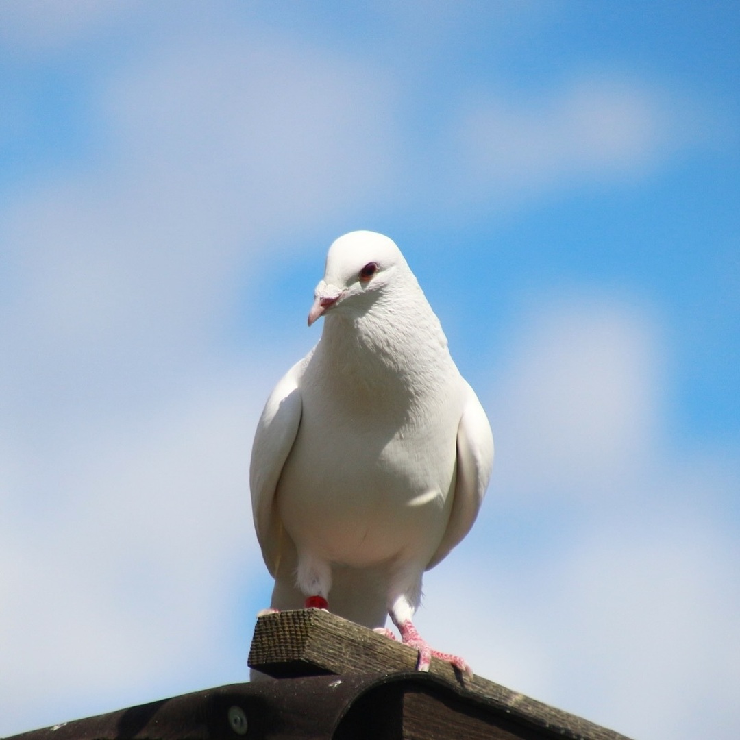 RacingpigeonsC's tweet photo. Beautiful, isn‘t it?

#racingpigeons #pigeonracing #pigeons #pigeonlove #pigeonloft #pigeonsport #janssenpigeons #happypigeons #birds #instabirds #instapigeons #weddingpigeons #homingpigeons #pigeonfancier #porumbei #tauben #brieftauben #brieftaubensport… https://t.co/6gYdG13QMx https://t.co/xtbMhGYmdN