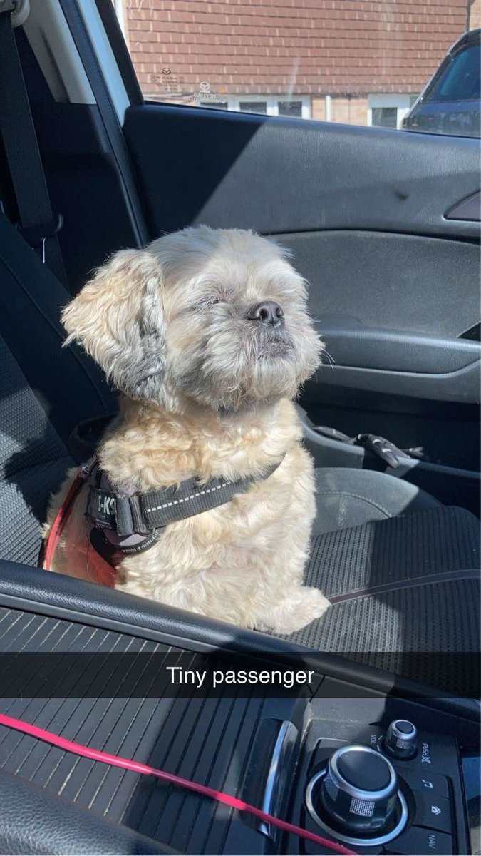GaynorSmallman's tweet photo. I borrowed my friends dog… I think he’s a happy good boy. https://t.co/ZdyML7AHNH