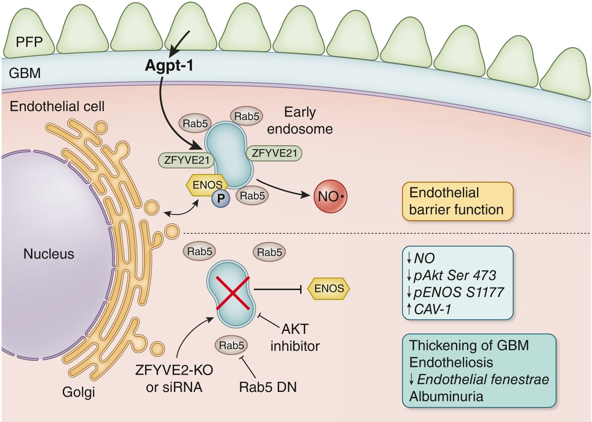Kidney_Int's tweet photo. Aging #kidneys reveal underlying mechanisms of endothelial dysfunction
https://t.co/41nVXEdatB
Original article: https://t.co/G7WVlxlHMl
#KICommentary #aging #agingkidney https://t.co/qxXHGmIkxf