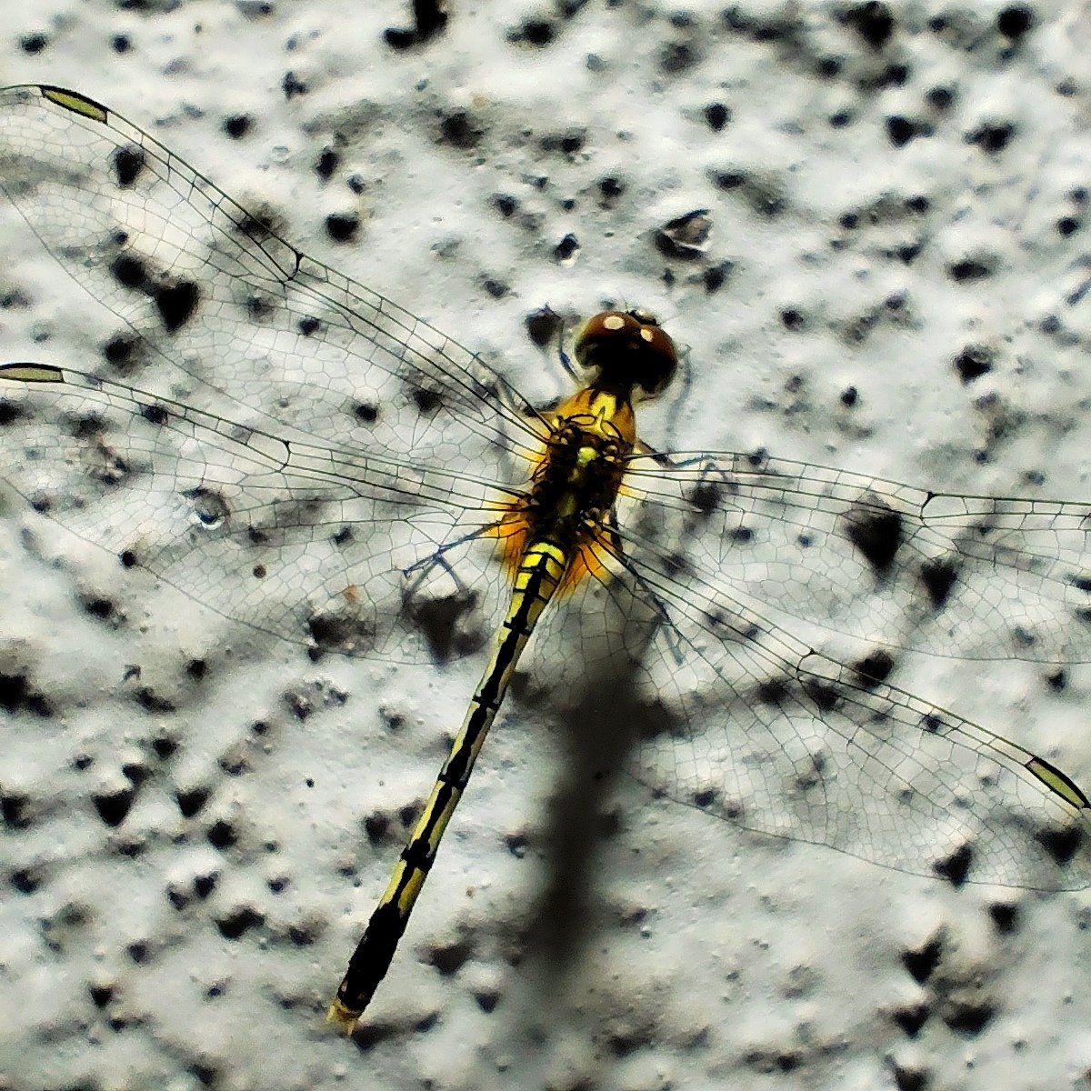 asuph's tweet photo. When you get lucky and the subject is sitting inches away from a light source and is in no hurry. 

#macromode #macrophotography #dragonfly https://t.co/07BWiXdeym