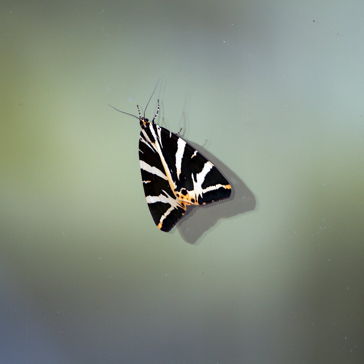 GbhvfRon's tweet image. #rowcase #photooftheday