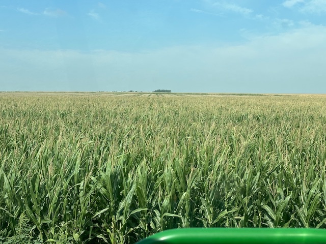 LeonardSeeds's tweet photo. View from the combine of some of my best dryland corn this year.  This is @LGSeeds 51C62 and at 101 days this hybrid looks like it’s going to rock in southwest Kansas.  Excited to see how this little field does.  @Teply_tweeter @HaasSeed https://t.co/vqMymFbaFc