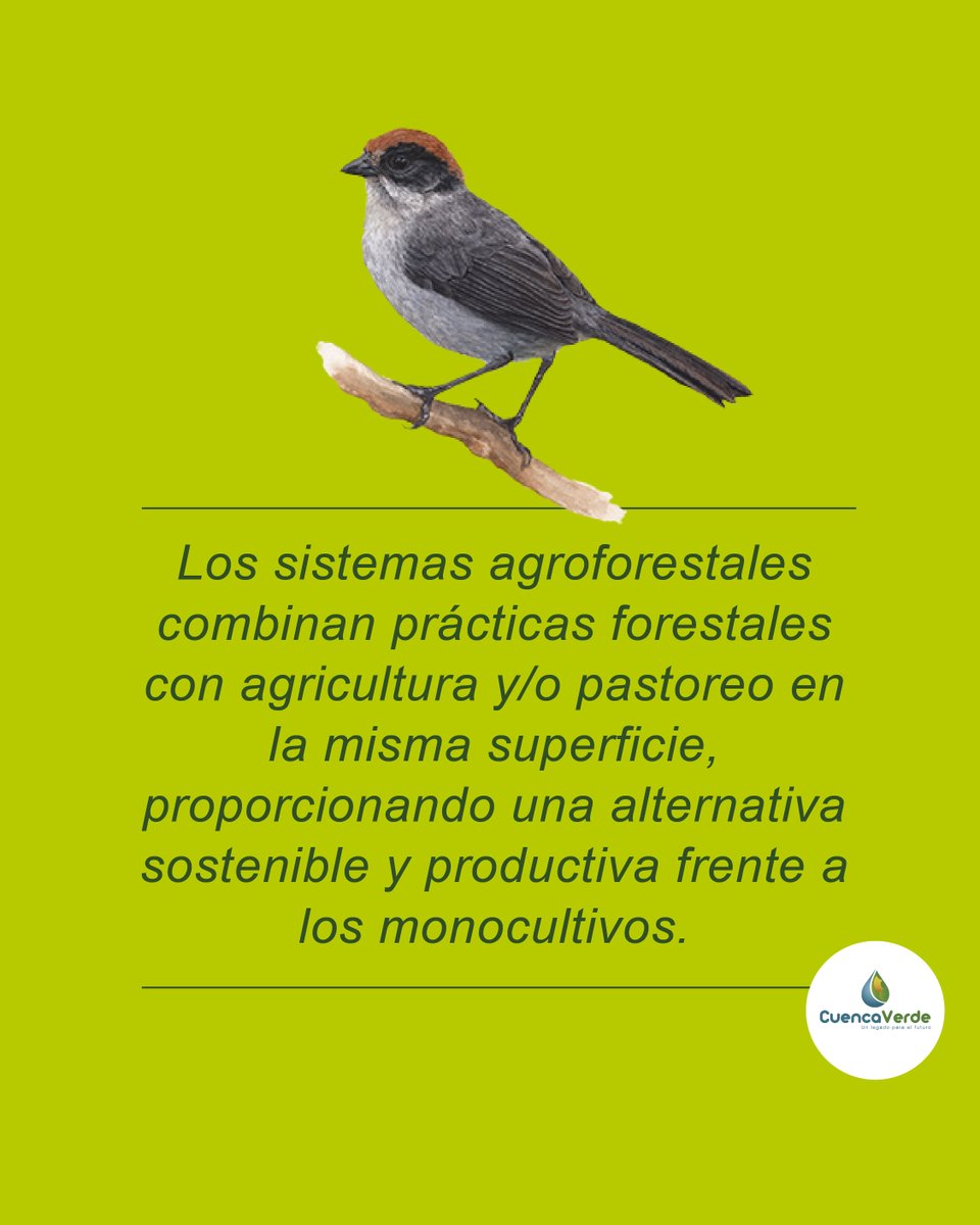 CuencaVerde tweet media